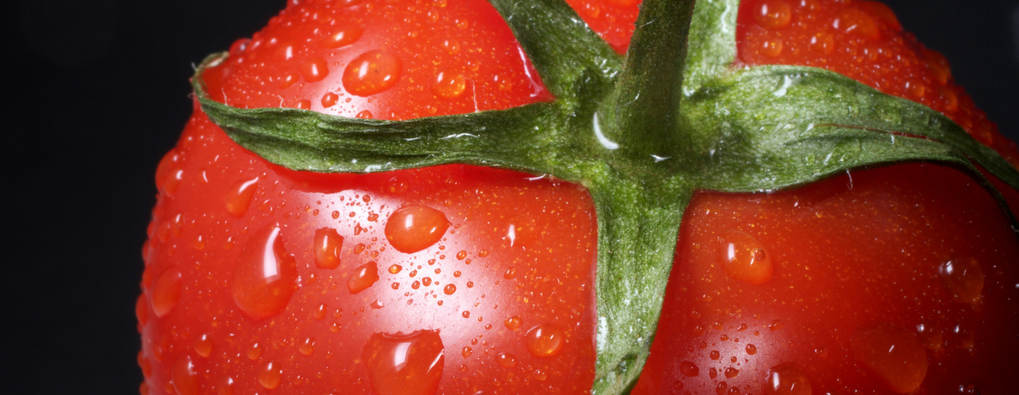 Les exportations marocaines de tomates atteignent 745 000 tonnes